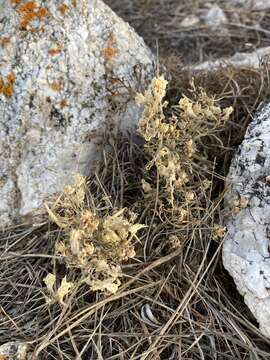 Image of Linaria buriatica Turcz.