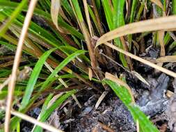 Image of Carex corynoidea K. A. Ford