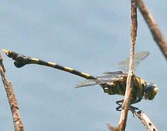 صورة Ictinogomphus ferox (Rambur 1842)