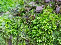 Image of plagiothecium moss