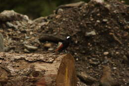 Image of White-capped Redstart