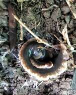 Image of New Zealand flatworm