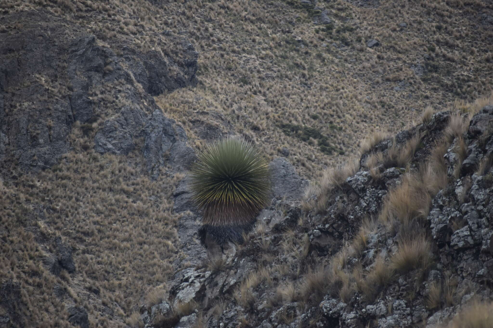 Image de Puya raimondii Harms