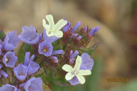 Imagem de Limonium sinuatum (L.) Miller