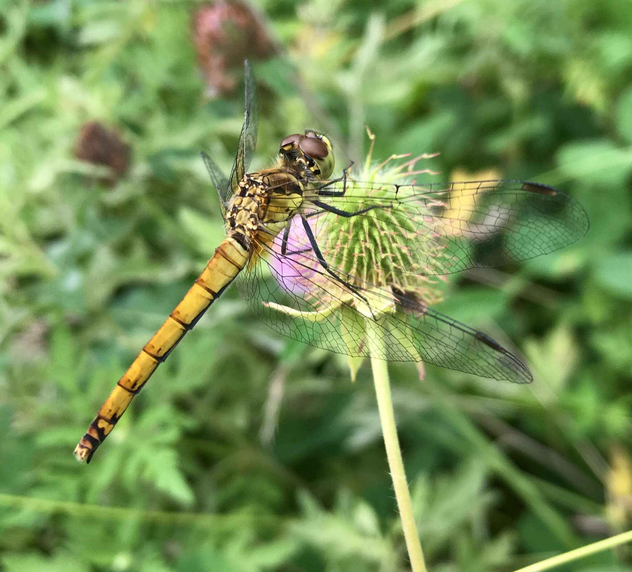 Sympetrum cordulegaster (Selys 1883) resmi