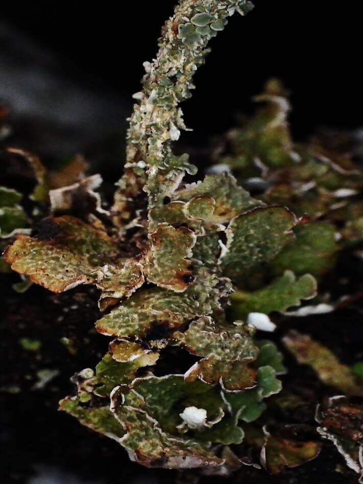 Image of largeleaf cup lichen