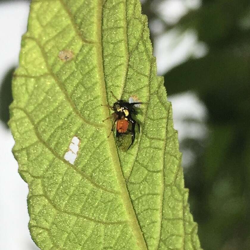 Imagem de Cyphonia trifida Fabricius