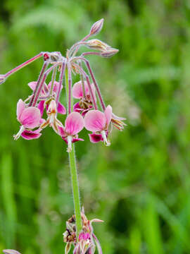 Image of Variable stork's-bill