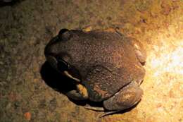 Image of Northern Banjo Frog