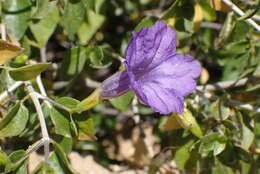 Plancia ëd Ruellia californica subsp. peninsularis (Rose) T. F. Daniel