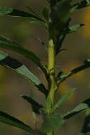 Imagem de Solidago altissima L.