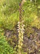 Image of Desmodium macrostachyum Hemsl.