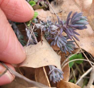 Слика од Petrosedum amplexicaule (DC.) M. Velayos