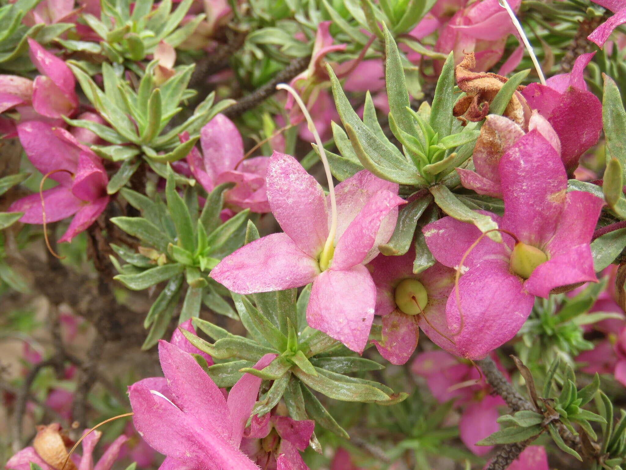 Image of Eremophila miniata C. A. Gardner