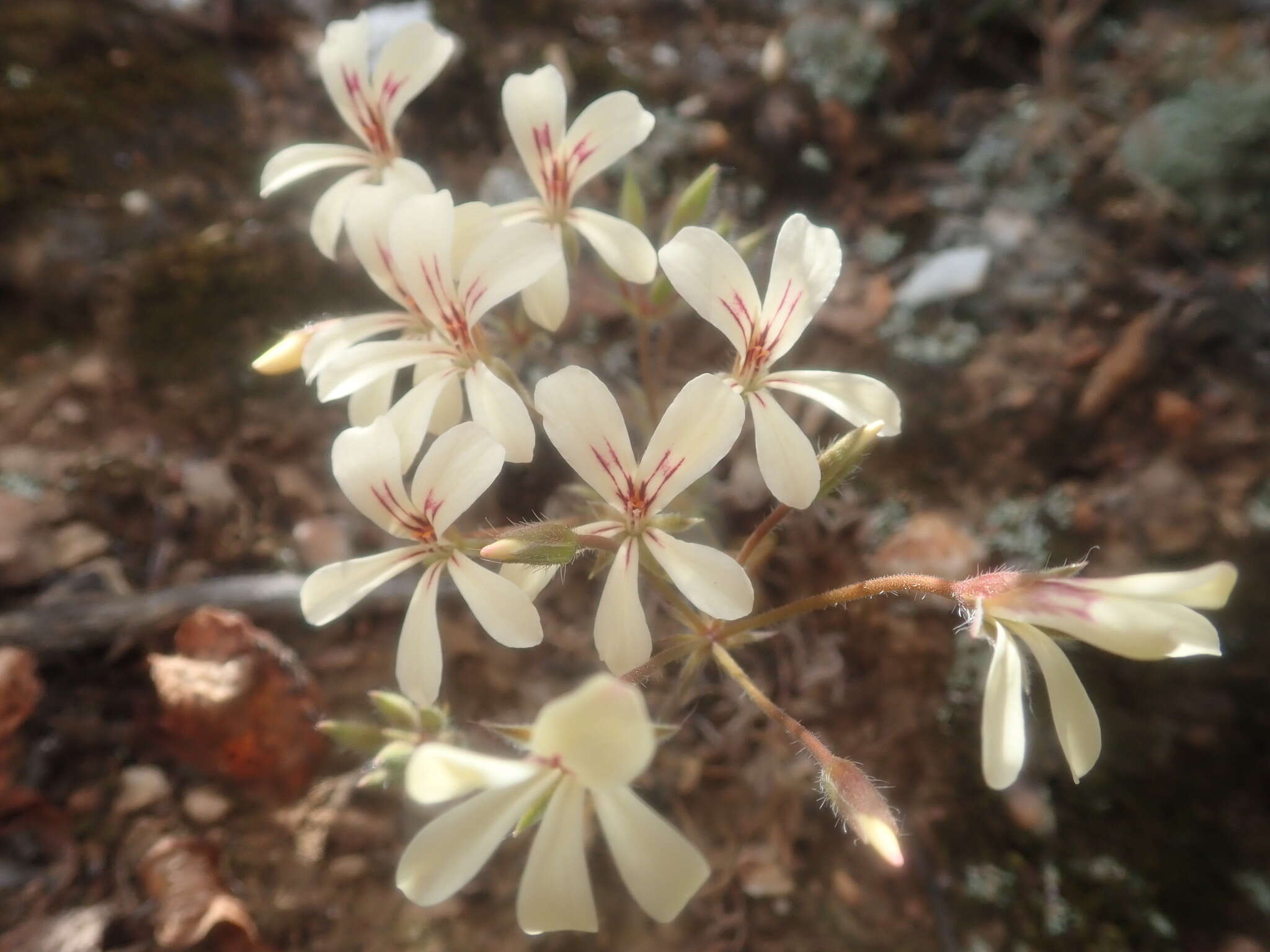 Image of Pelargonium fissifolium (Andr.) Pers.