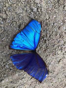 Image of Morpho aega