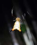 Image of Micrathena macfarlanei Chickering 1961