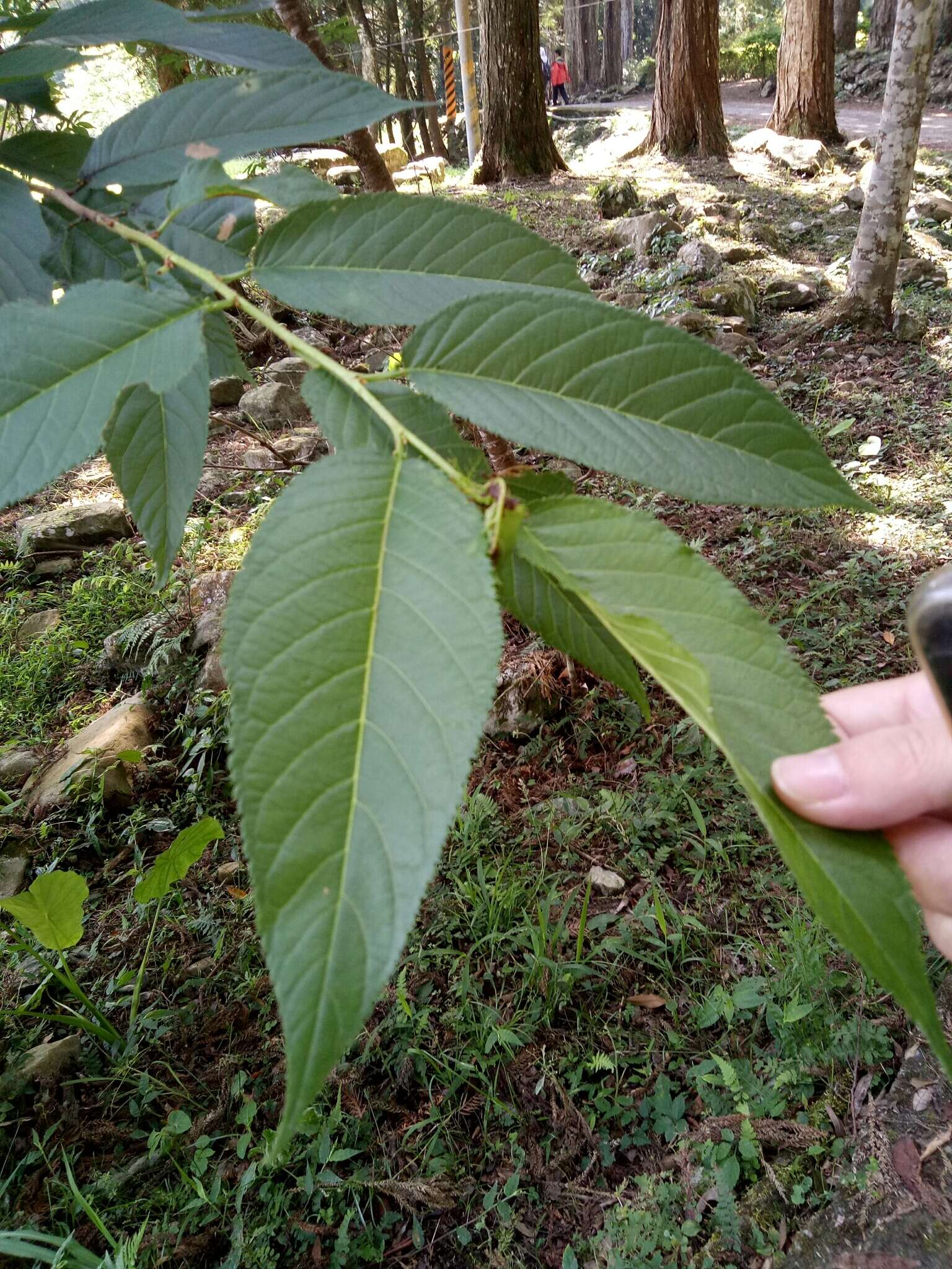 山櫻花的圖片