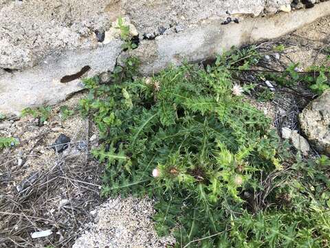 Image of Cirsium brevicaule A. Gray