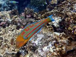 Image of Christmas wrasse