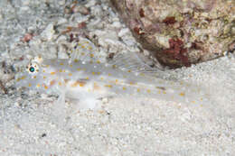 Image of Pale sandgoby