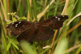 Imagem de Junonia natalica Felder 1860