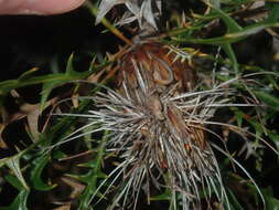 Image of Banksia borealis subsp. borealis