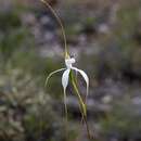 Image of Merritt's white spider orchid