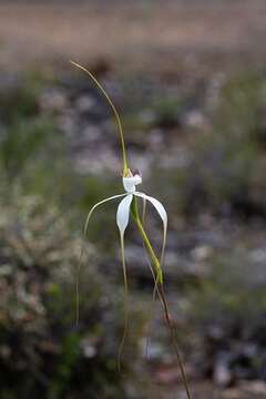 Caladenia longicauda subsp. merrittii Hopper & A. P. Br.的圖片