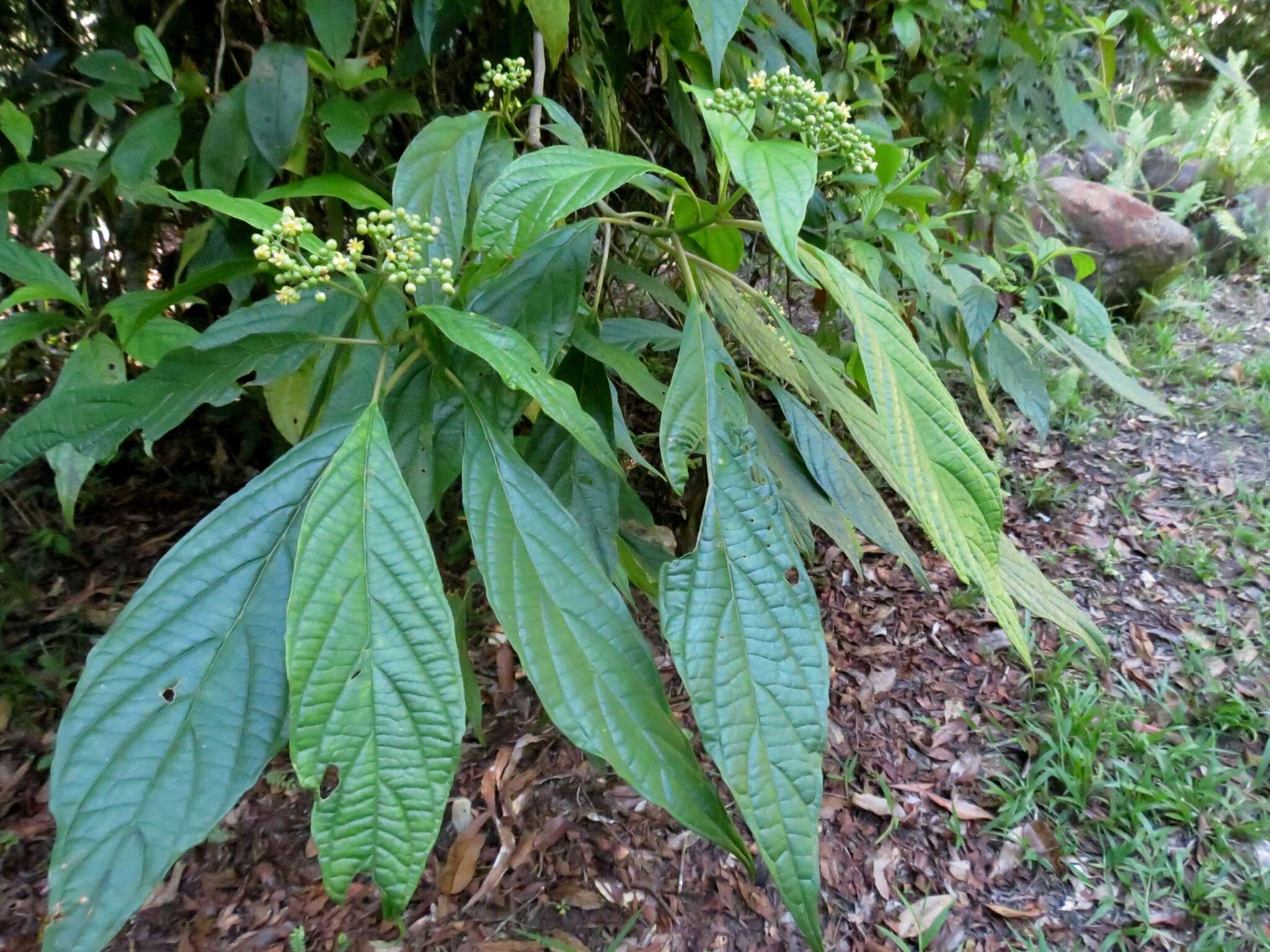 Image of Beautiful Abrophyllum