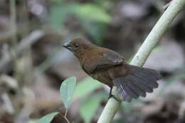 Image of Blue-black Grosbeak