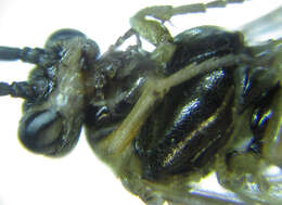 <i>Euura viduatina</i>的圖片