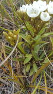 Image of Gentianella corymbifera subsp. corymbifera