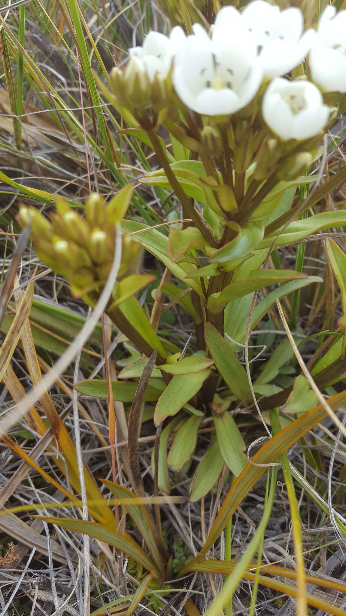 Image of Gentianella corymbifera subsp. corymbifera