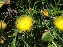 Image of narrow-leaved iceplant