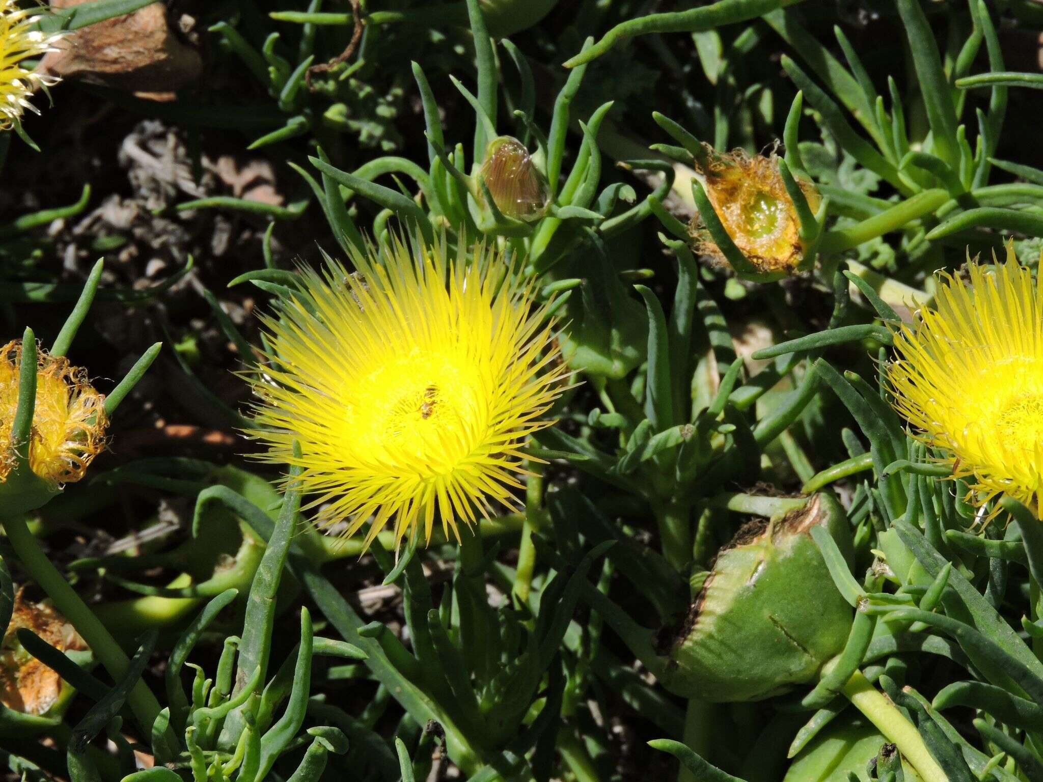 Image of narrow-leaved iceplant