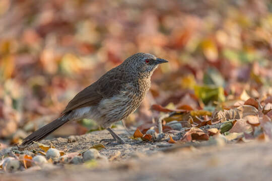 Image of Hartlaub's Babbler