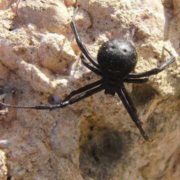 Image of Latrodectus tredecimguttatus (Rossi 1790)