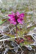 Imagem de Pedicularis sudetica subsp. pacifica Hultén