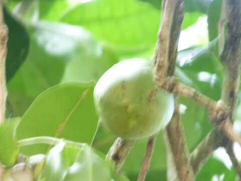 Image of black calabash