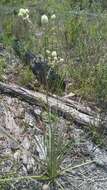 Imagem de Eryngium yuccifolium var. synchaetum Gray ex J. M. Coult. & Rose