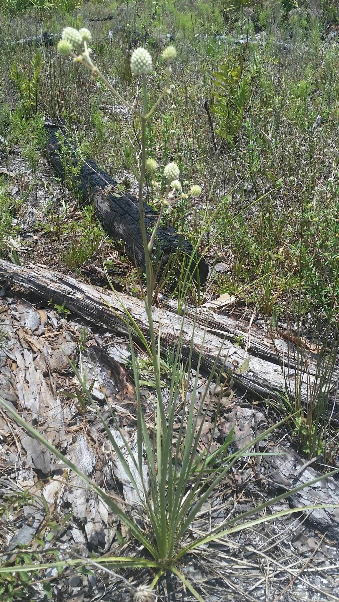 Image of button eryngo