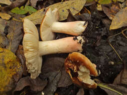 Image of Russula subrubens (J. E. Lange) Bon 1972