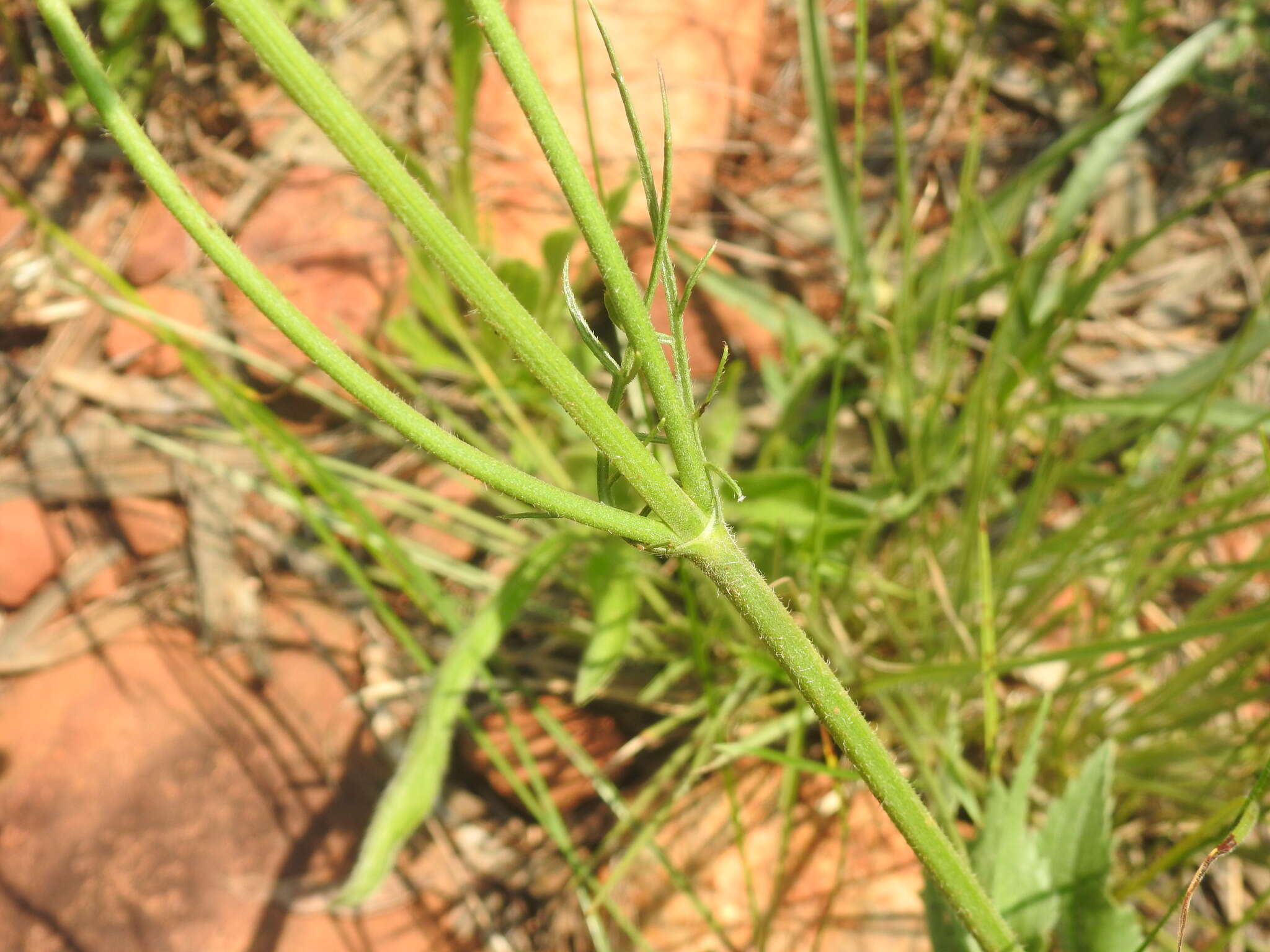 Image of Mock scabious