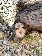 Image of Turnera sidoides subsp. pinnatifida (Juss. ex Poir.) M. M. Arbo