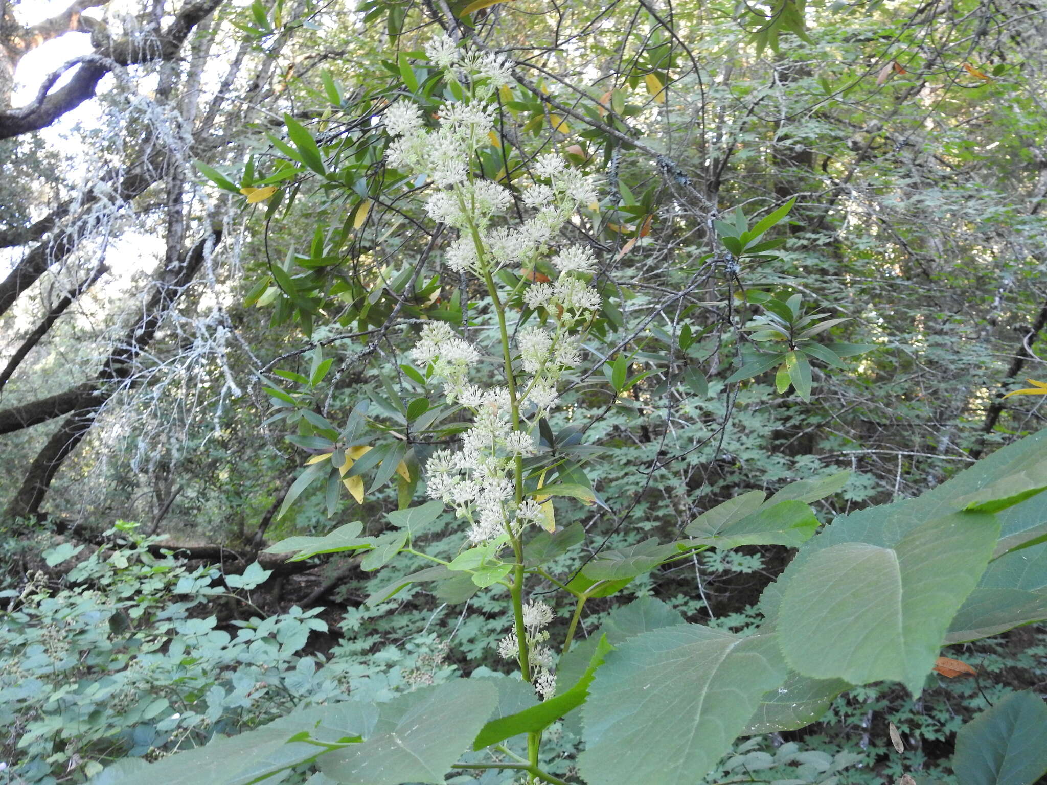 Image of California spikenard