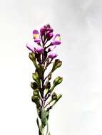 Image of heath milkwort