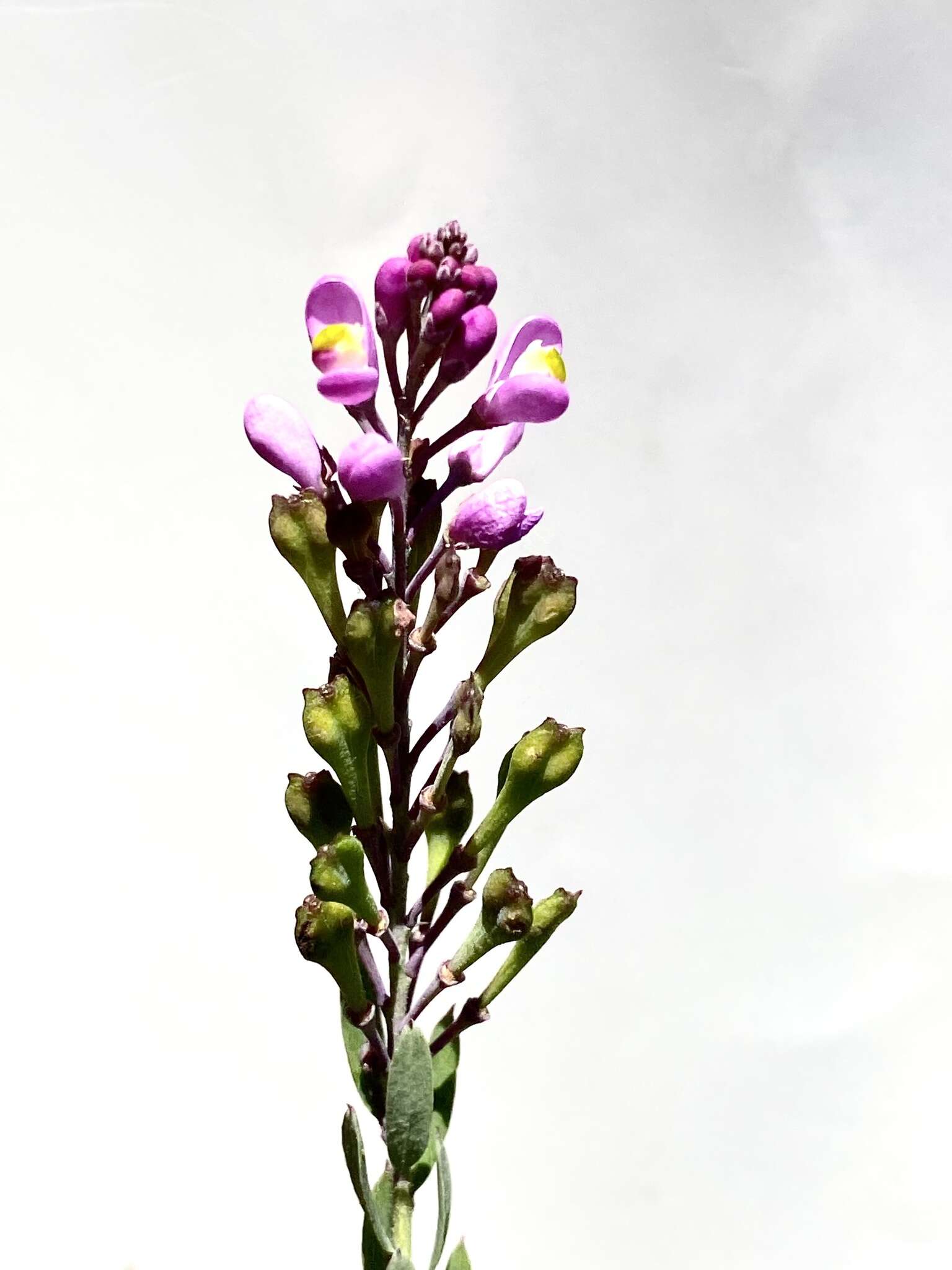 Image of heath milkwort