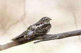 Image of Lesser Nighthawk