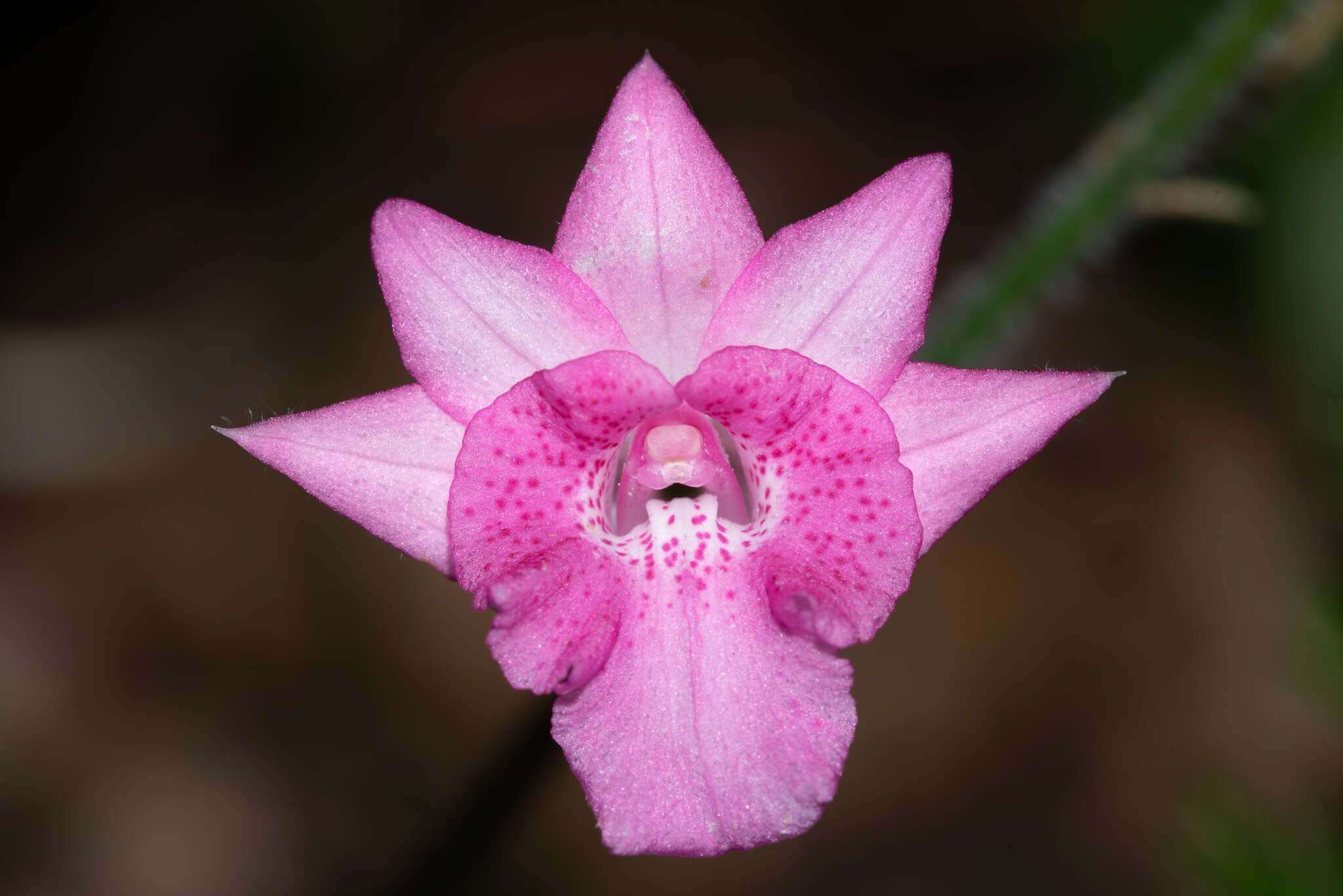 Image of Calanthe labrosa (Rchb. fil.) Rchb. fil.